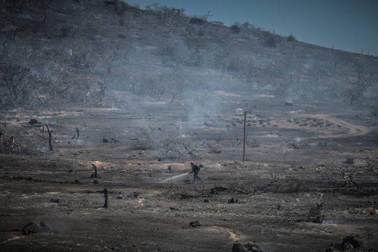 Καμένη έκταση σε πυρόπληκτη περιοχή